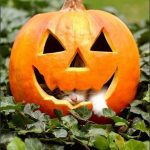 Jack O Lantern and cute cat